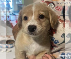 Feist Terrier-Retriever  Mix Dogs for adoption in Washington, DC, USA