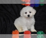 Small #2 Bichon Frise