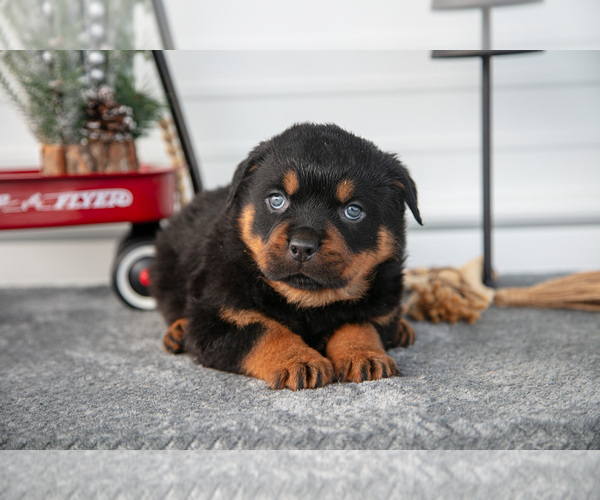 Medium Photo #2 Rottweiler Puppy For Sale in BRYANT, IN, USA