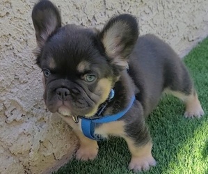 French Bulldog Puppy for sale in LAS VEGAS, NV, USA