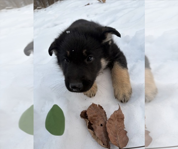 Medium Photo #9 German Shepherd Dog Puppy For Sale in BEARDSTOWN, IL, USA