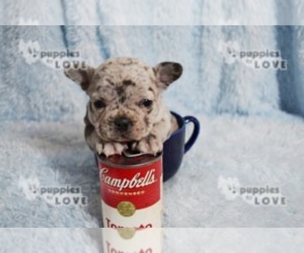 Medium Photo #13 French Bulldog Puppy For Sale in SANGER, TX, USA