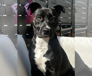 American Pit Bull Terrier-American Staffordshire Terrier Mix Dogs for adoption in Lake Elsinore, CA, USA