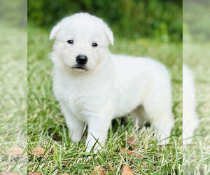 German Shepherd Dog Puppy for Sale in CARDINGTON, Ohio USA