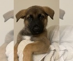 Small Photo #6 German Shepherd Dog Puppy For Sale in FALMOUTH, VA, USA