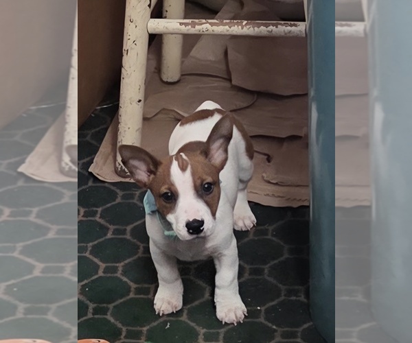 Medium Photo #1 Jack Russell Terrier Puppy For Sale in SPOTSYLVANIA, VA, USA