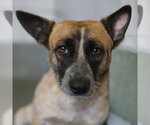 DAISY - Female Mutt Dog for Adoption - Small photo