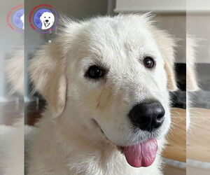 Great Pyrenees Dogs for adoption in Spring, TX, USA