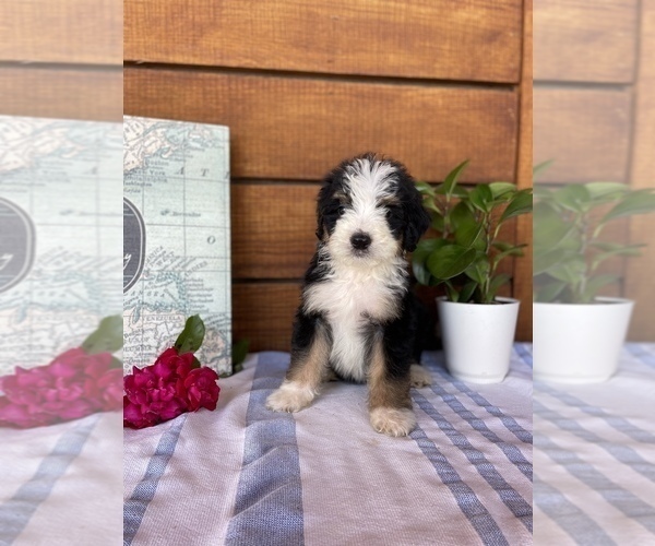 Medium Photo #1 Bernedoodle (Miniature) Puppy For Sale in ALEXANDRIA, IN, USA