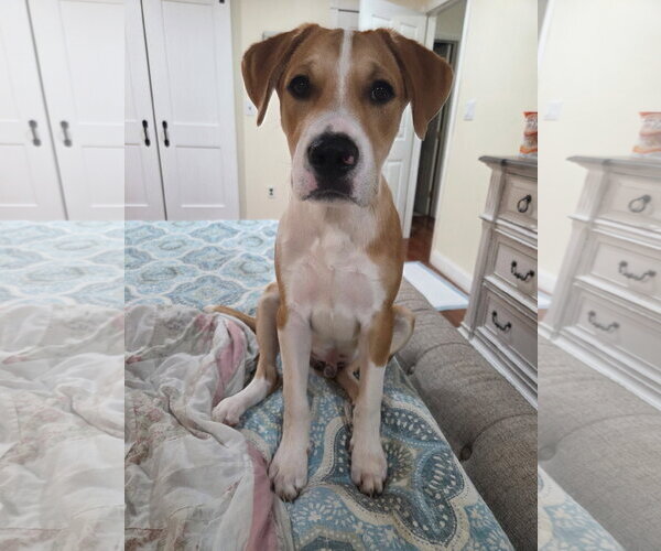 Medium Photo #3 Mutt Puppy For Sale in Morganville, NJ, USA