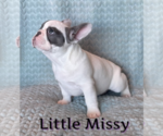 Small #2 French Bulldog