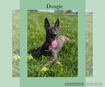 Small Photo #2  Puppy For Sale in , 
