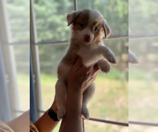 Medium Photo #2 Border-Aussie Puppy For Sale in ORLANDO, FL, USA