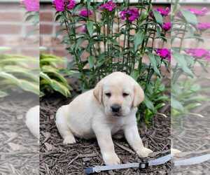 Labrador Retriever Puppy for sale in EURE, NC, USA