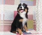 Small #6 Miniature Australian Shepherd