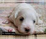 Small Photo #11 Maltese Puppy For Sale in MOUNTAIN GROVE, MO, USA