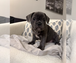 Medium French Bulldog