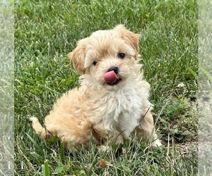Maltese-Poodle (Toy) Mix Puppy for sale in SILEX, MO, USA