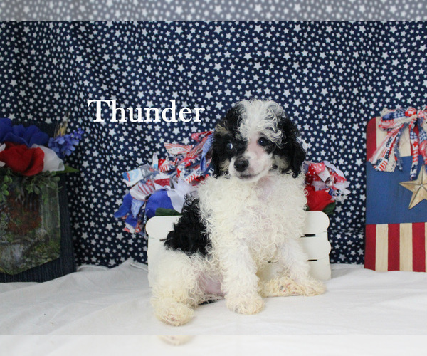 Medium Photo #2 Poodle (Toy) Puppy For Sale in CHANUTE, KS, USA