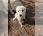 Small #1 Great Pyrenees