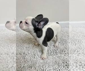 French Bulldog Puppy for sale in CHARLESTON, SC, USA