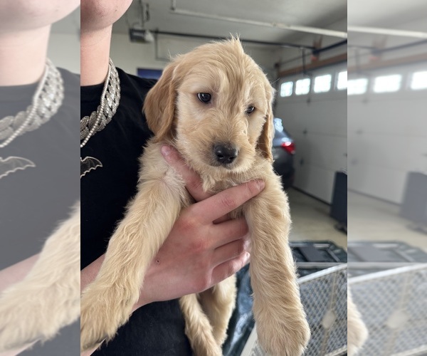 Medium Photo #1 Goldendoodle Puppy For Sale in MALVERN, OH, USA
