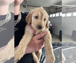 Puppy Puppy 10 Lt bl Goldendoodle