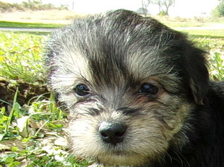 Morkie Puppy for sale in SPRING HILL, KS, USA