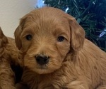 Small #1 Goldendoodle (Miniature)