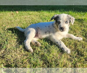 Medium Alaskan Husky-Australian Cattle Dog Mix