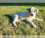 Puppy Jax Alaskan Husky-Australian Cattle Dog Mix