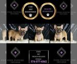 Small Photo #11 French Bulldog Puppy For Sale in WARSAW, IN, USA