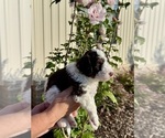 Small #5 Aussiedoodle Miniature 