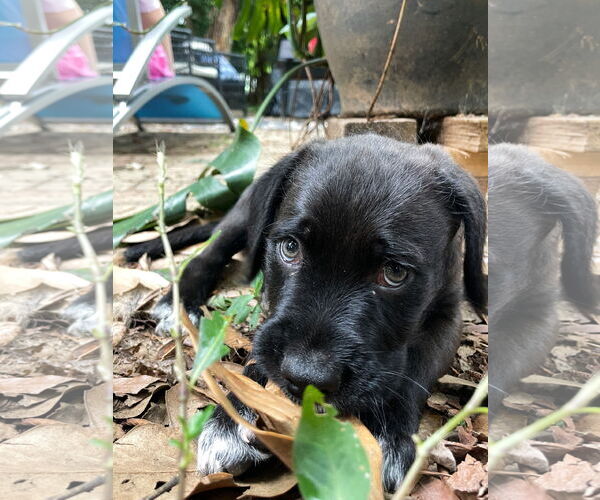 Medium Photo #2 Labrador Retriever Puppy For Sale in Holly Springs, NC, USA