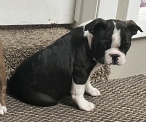 Boston Terrier Puppy for sale in GRAND ISLAND, NE, USA