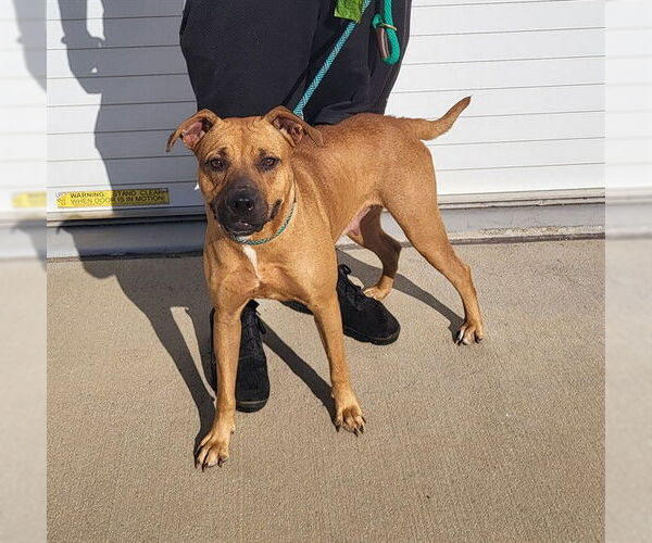 Medium Photo #1 Boxador Puppy For Sale in Louisville, KY, USA