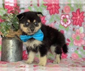 Pomsky Puppy for sale in LANCASTER, PA, USA