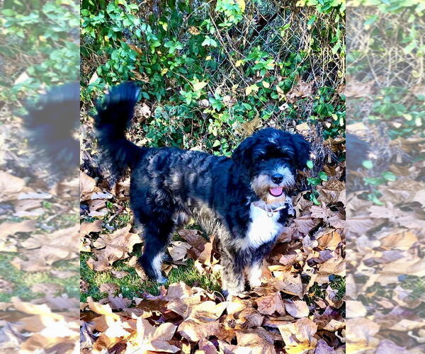 Medium Photo #3 Australian Shepherd-Unknown Mix Puppy For Sale in Hillsboro, MO, USA