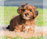 Small #5 Yorkipoo