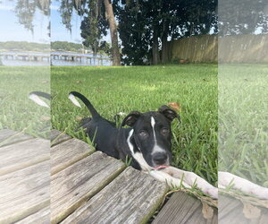 American Bulldog-Unknown Mix Dogs for adoption in Mobile, AL, USA