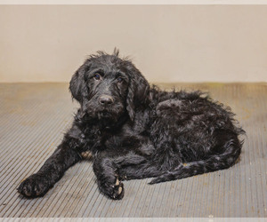Labradoodle Puppy for sale in JOHNSON, KS, USA