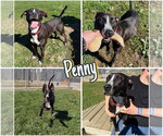 Penny - Female American Staffordshire Terrier-Unknown Mix Dog for Adoption - Small photo