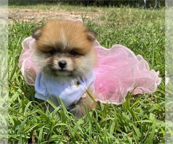 Medium Photo #2 Pomeranian Puppy For Sale in WEST PALM BEACH, FL, USA