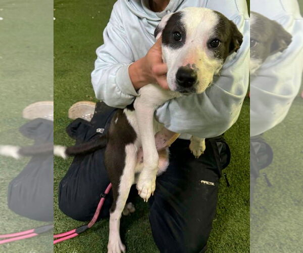 Medium Photo #4 Labrador Retriever-Unknown Mix Puppy For Sale in Alexander, AR, USA