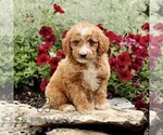 Small #3 Goldendoodle (Miniature)