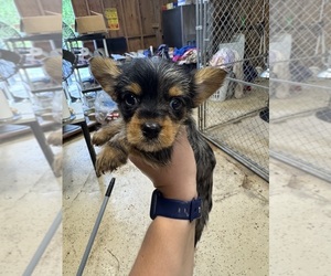 Yorkshire Terrier Puppy for sale in WHITE OAK, GA, USA