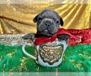 French Bulldog Puppy for sale in HAYWARD, CA, USA
