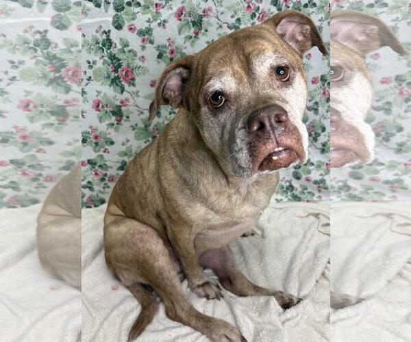 Medium Photo #2 Bulldog-Unknown Mix Puppy For Sale in Wetumpka, AL, USA