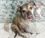 Small #1 Bulldog Mix