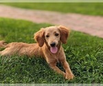 Small Photo #10 Goldendoodle (Miniature) Puppy For Sale in AIRVILLE, PA, USA
